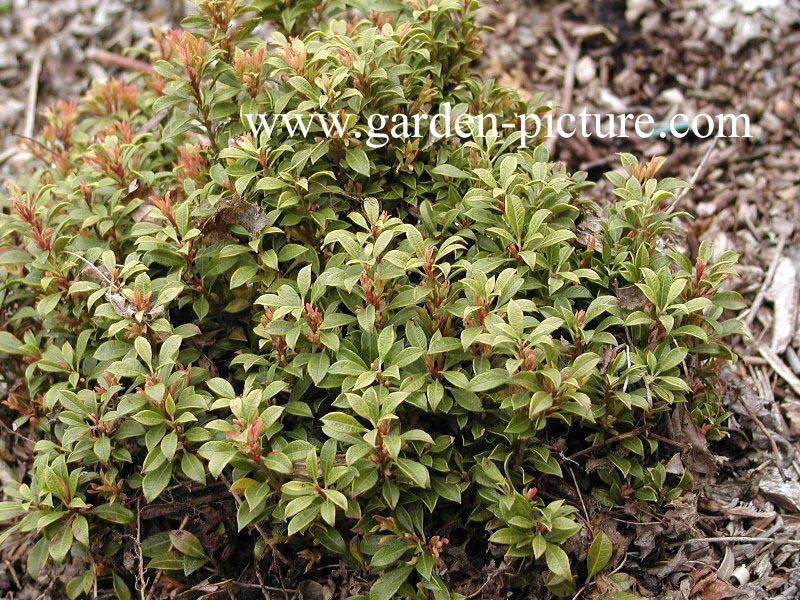 Pieris japonica 'Minor'