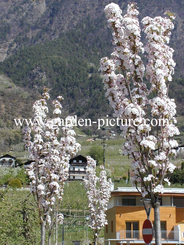 Prunus serrulata 'Amanogawa'