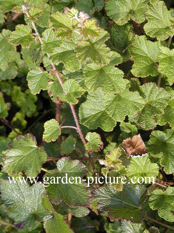 Rubus 'Betty Ashburner'