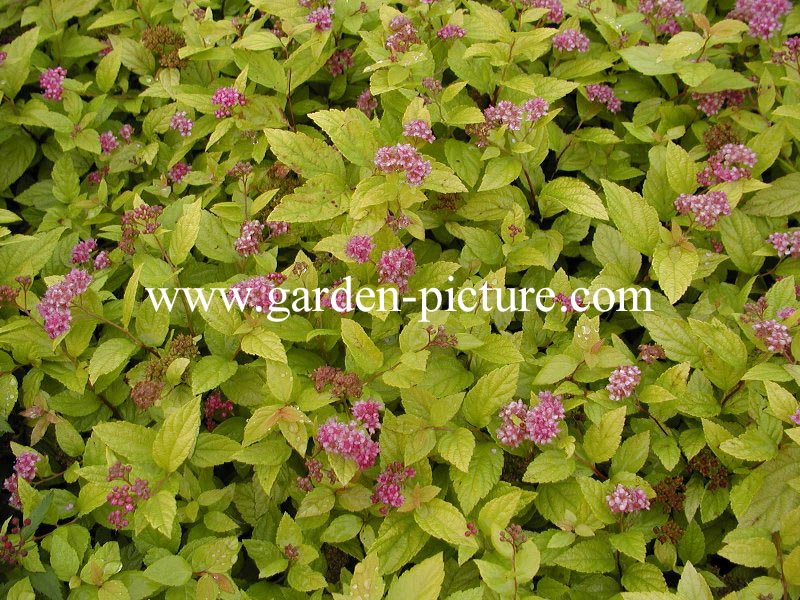 Spiraea japonica 'Golden Princess'