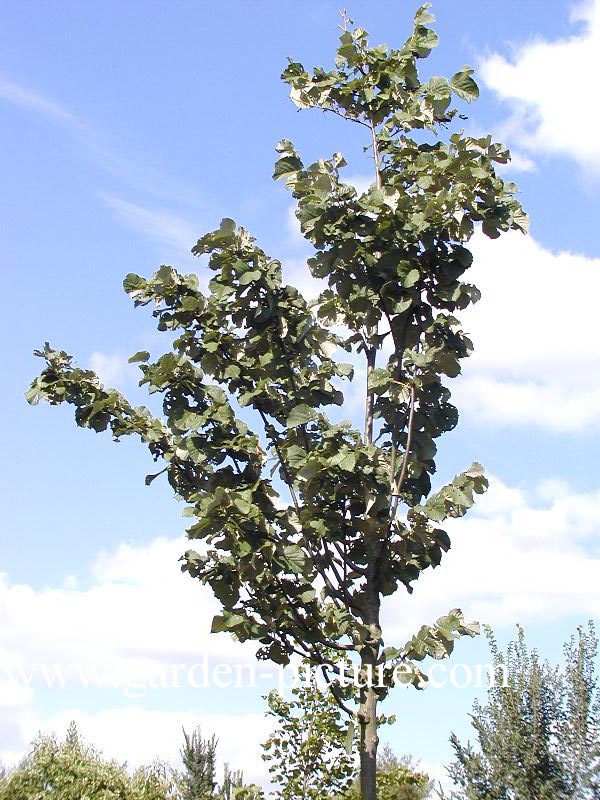 Tilia tomentosa 'Szeleste'