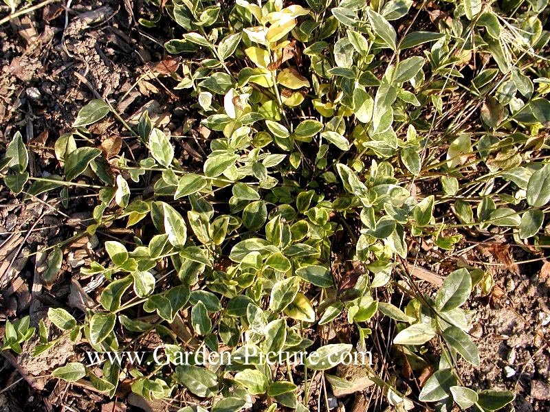 Vinca minor 'Aureovariegata'