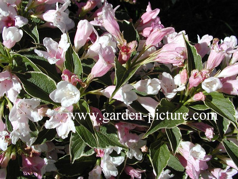 Weigela florida 'Suzanne'