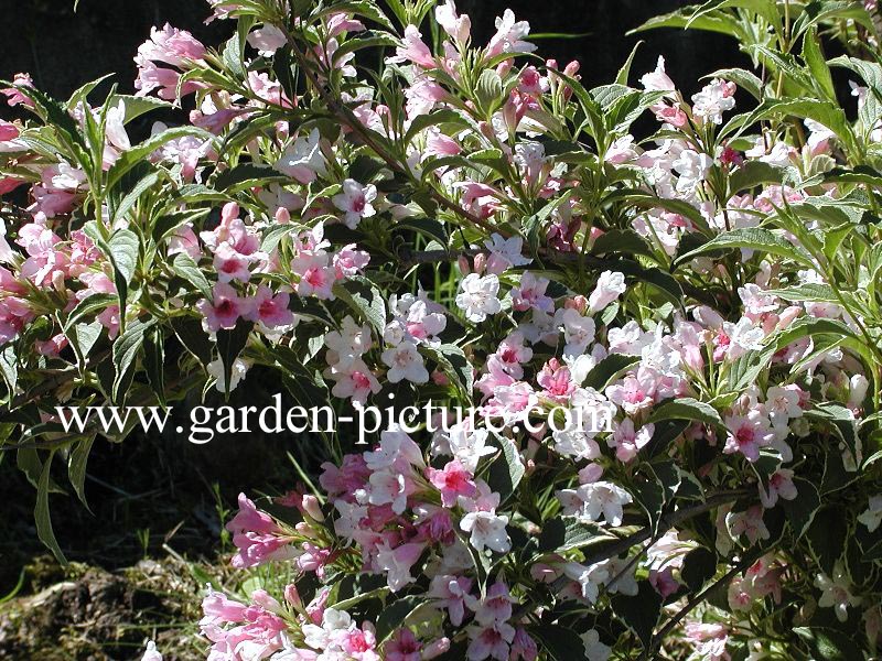 Weigela florida 'Suzanne'