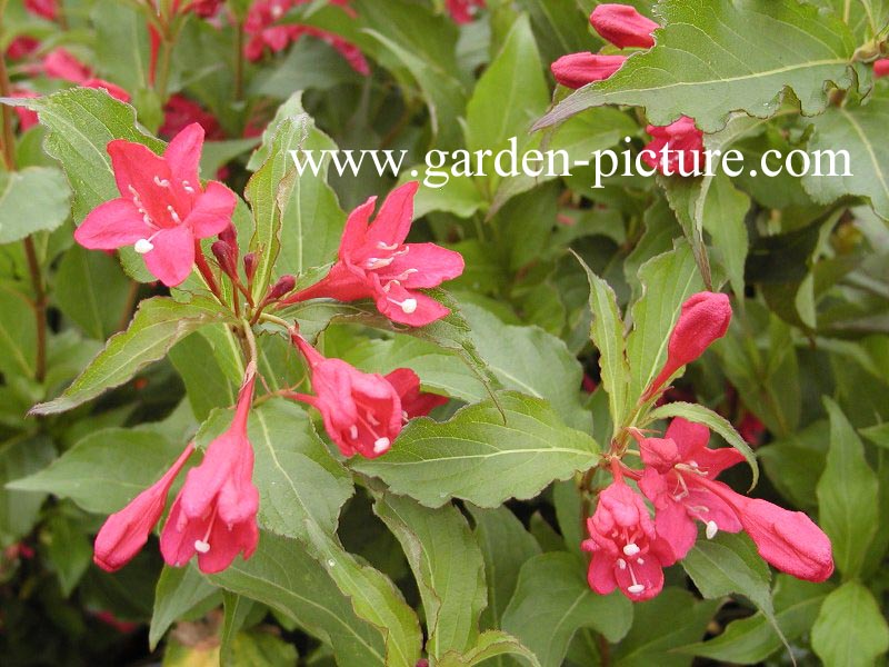 Weigela 'Red Prince'