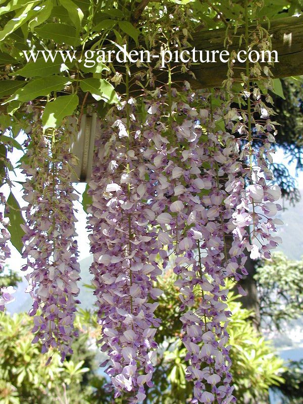 Wisteria floribunda 'Lawrence'