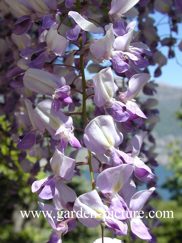 Wisteria floribunda 'Lawrence'