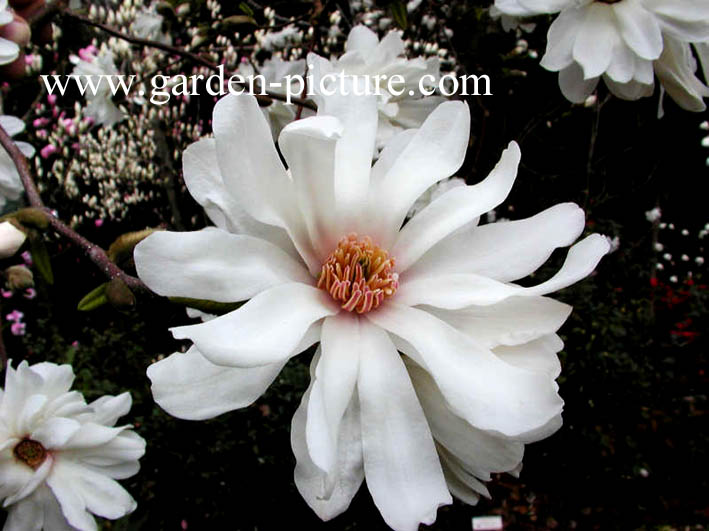 Magnolia loebneri 'Ballerina'