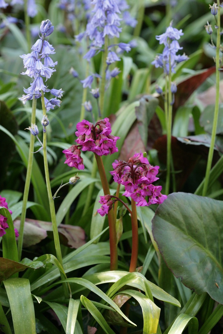 Plantentuin Esveld