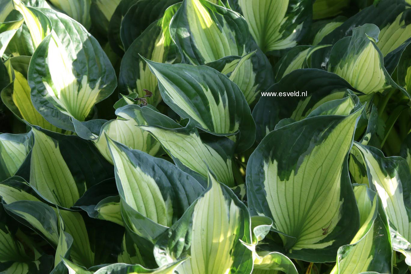 Hosta 'Colored Hulk'