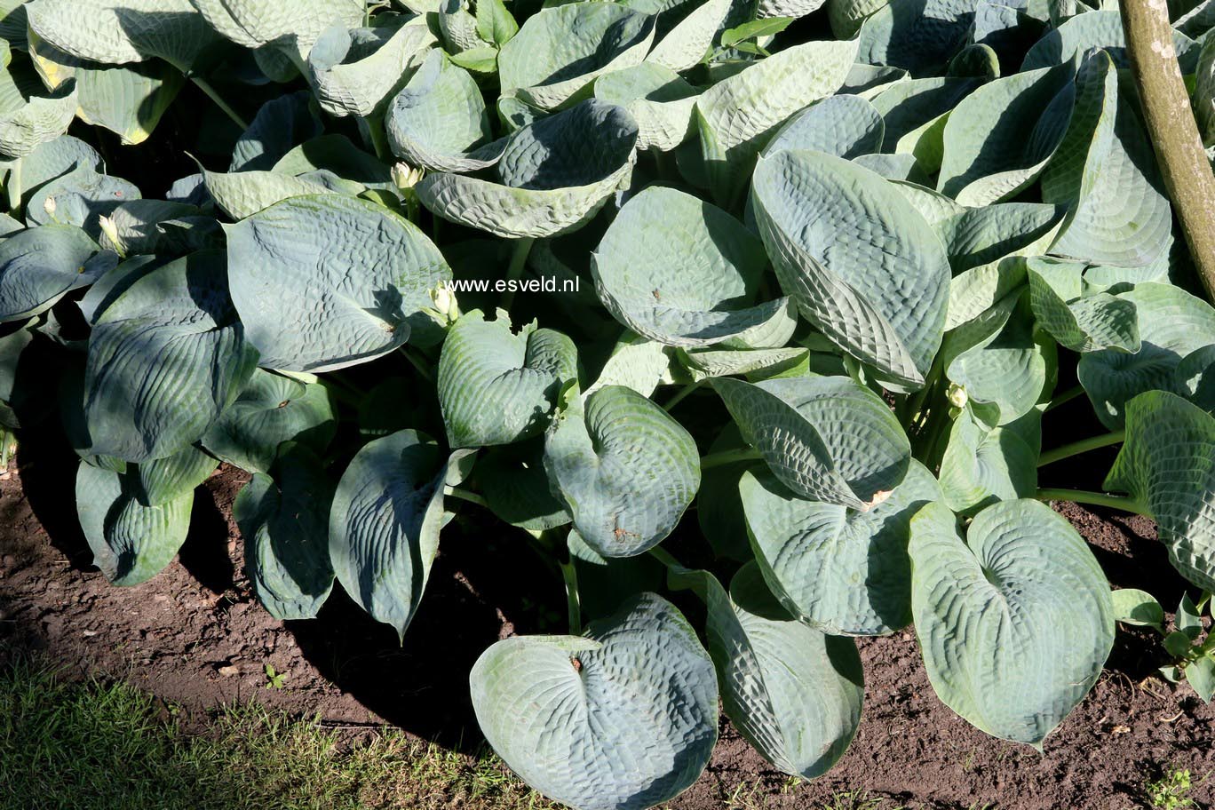 Hosta 'Abiqua Drinking Gourd'