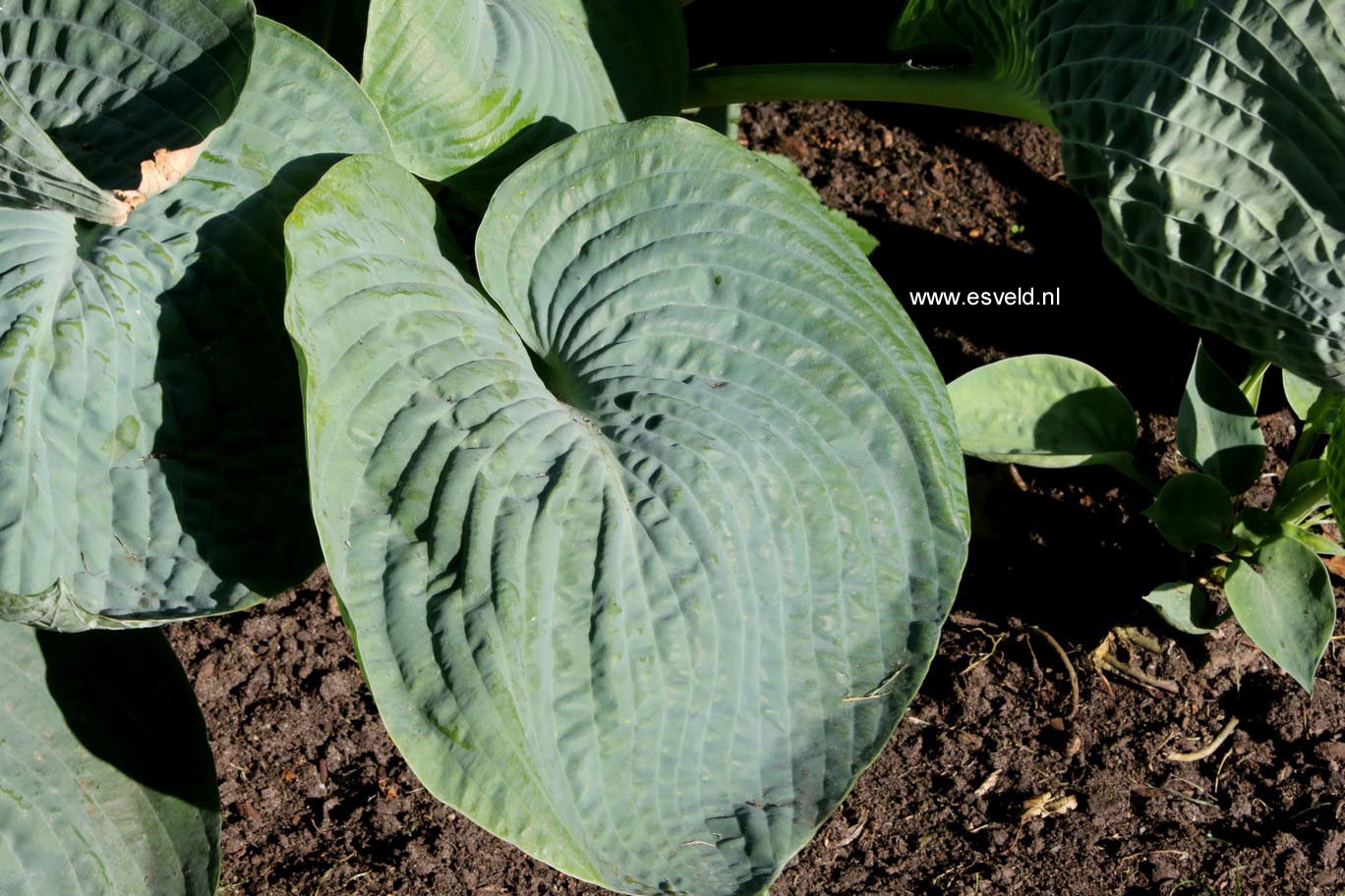 Hosta 'Abiqua Drinking Gourd'