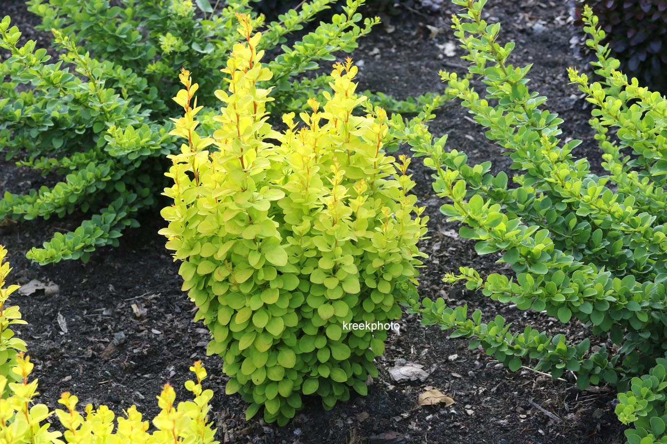Berberis thunbergii 'Golden Torch'