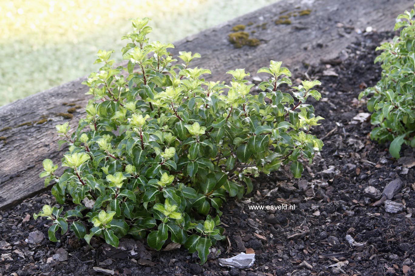 Pittosporum tenuifolium 'Gold Star'