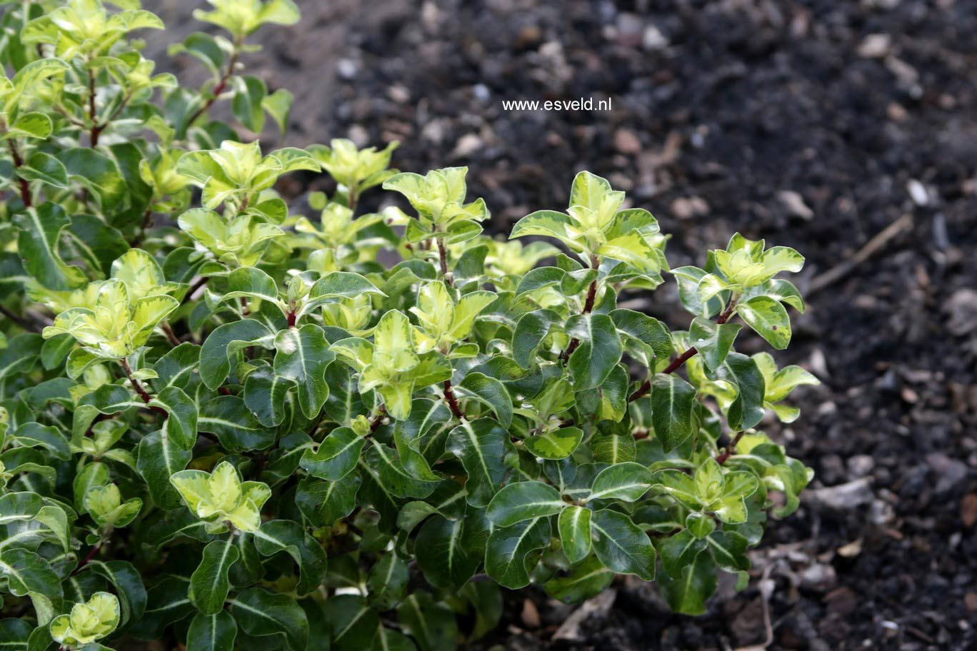 Pittosporum tenuifolium 'Gold Star'