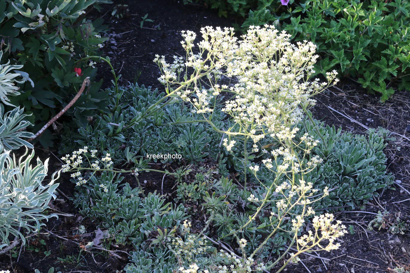 Saxifraga paniculata 'Ria'