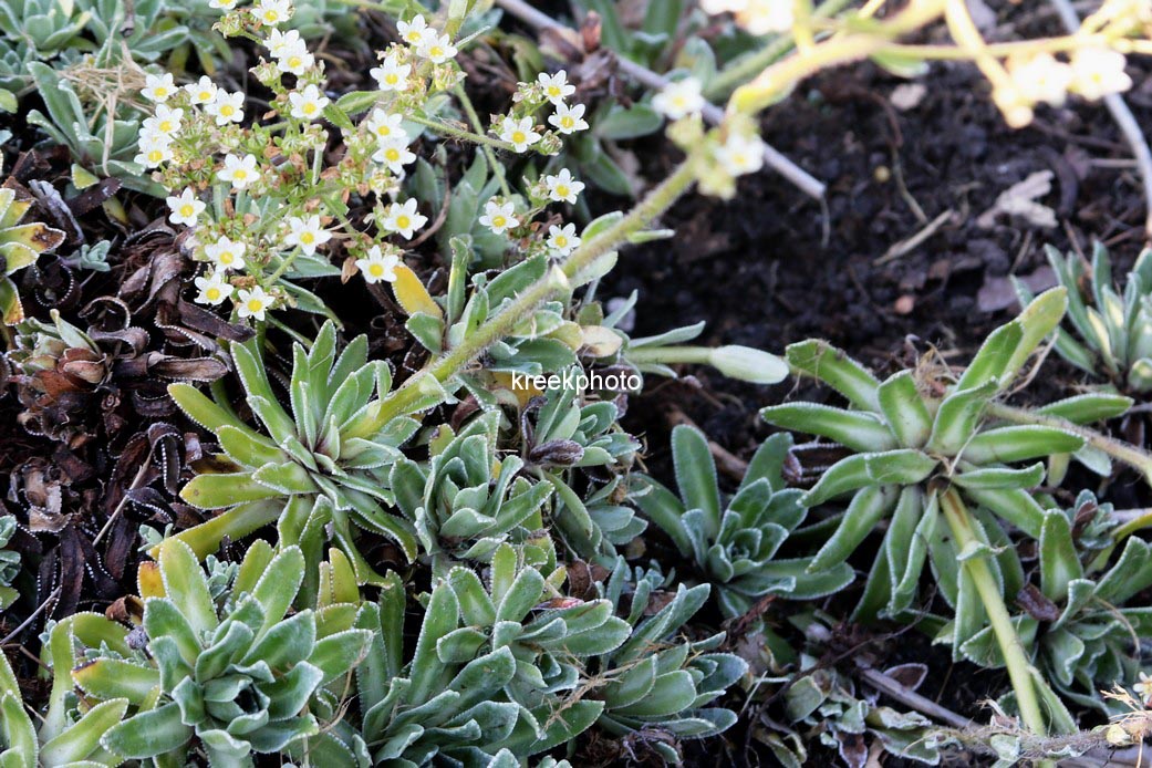 Pittosporum tenuifolium 'Irene Paterson'