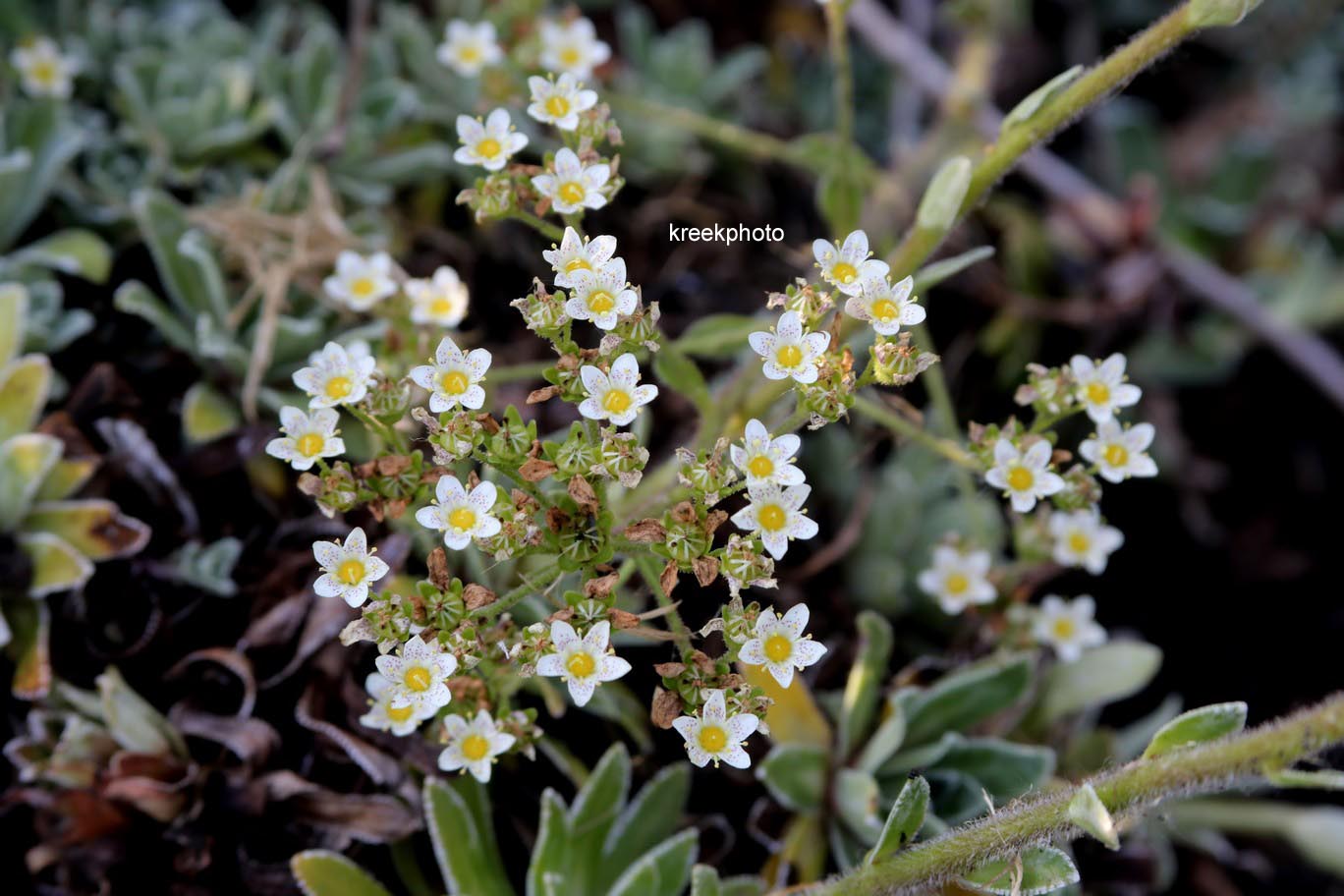 Saxifraga paniculata 'Ria'