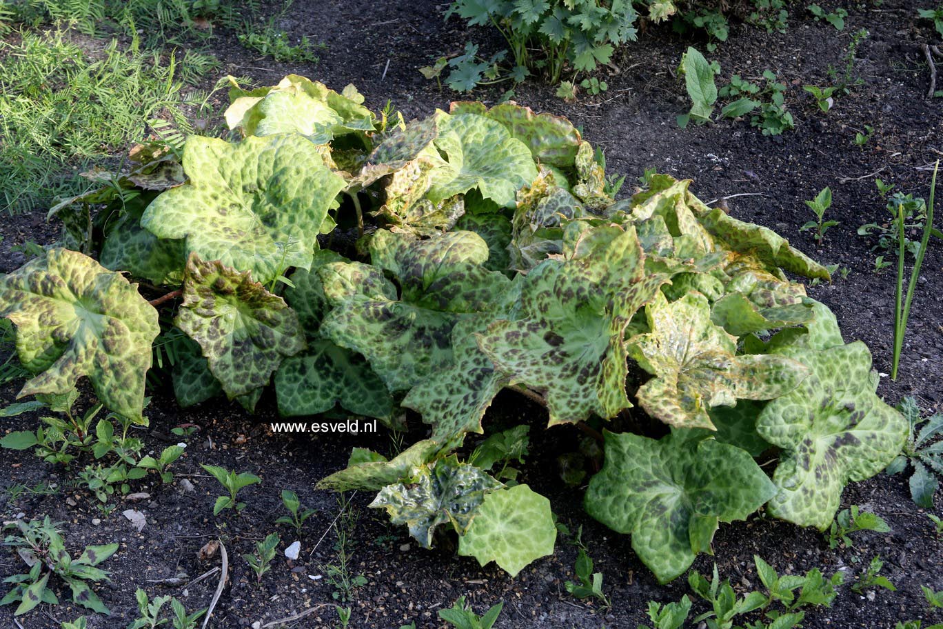 Podophyllum 'Spotty Dotty'