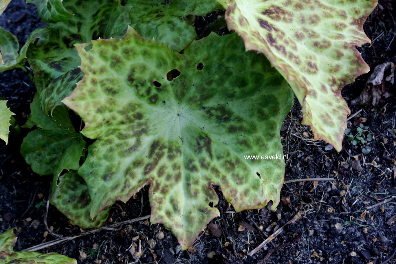 Podophyllum 'Spotty Dotty'