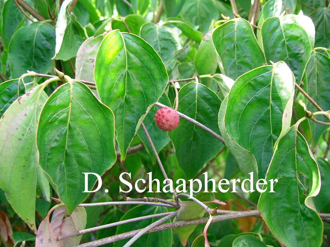 Cornus kousa