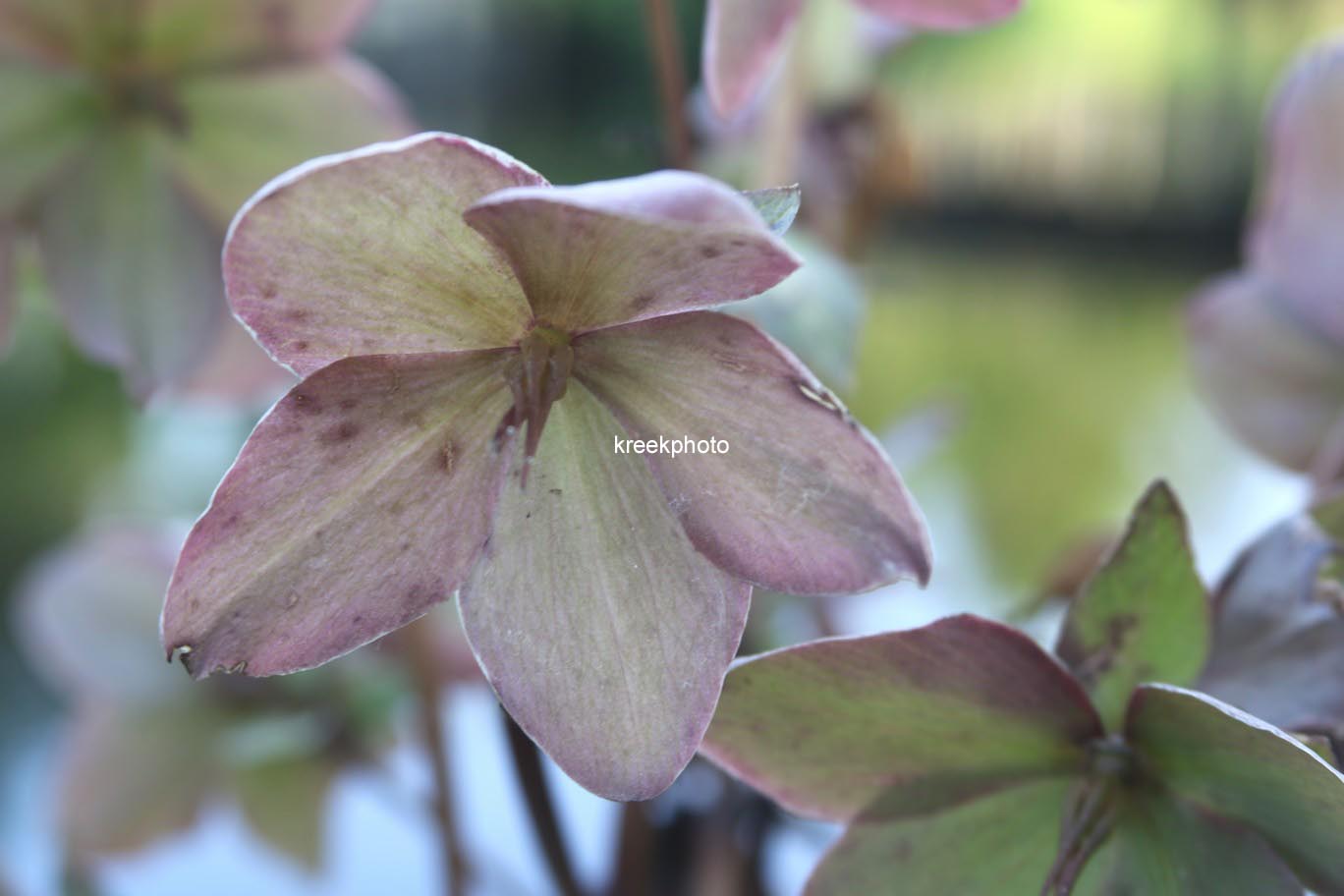 Helleborus nigercors 'Emma'
