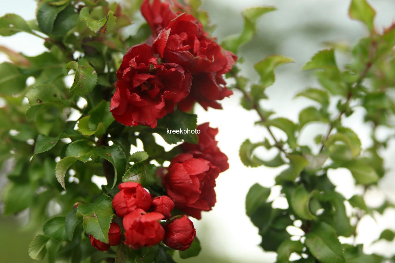Chaenomeles japonica 'Red Joy'