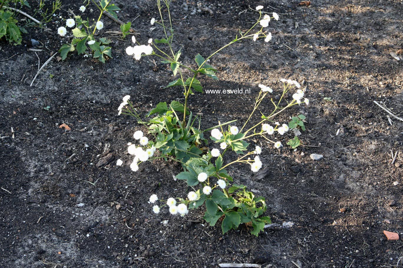 Ranunculus aconitifolius 'Pleniflorus'