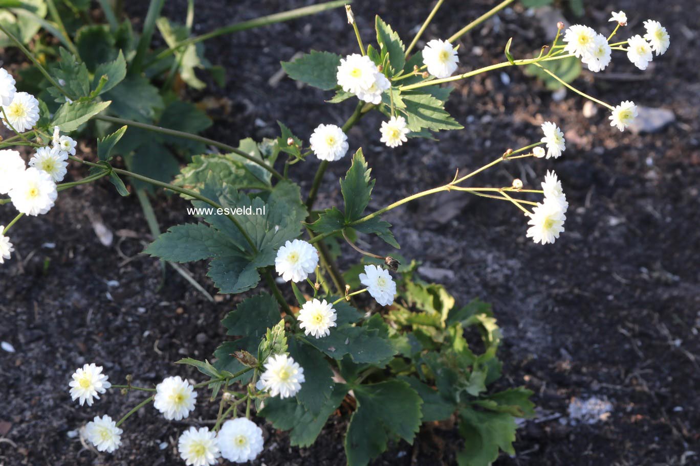 Ranunculus aconitifolius 'Pleniflorus'