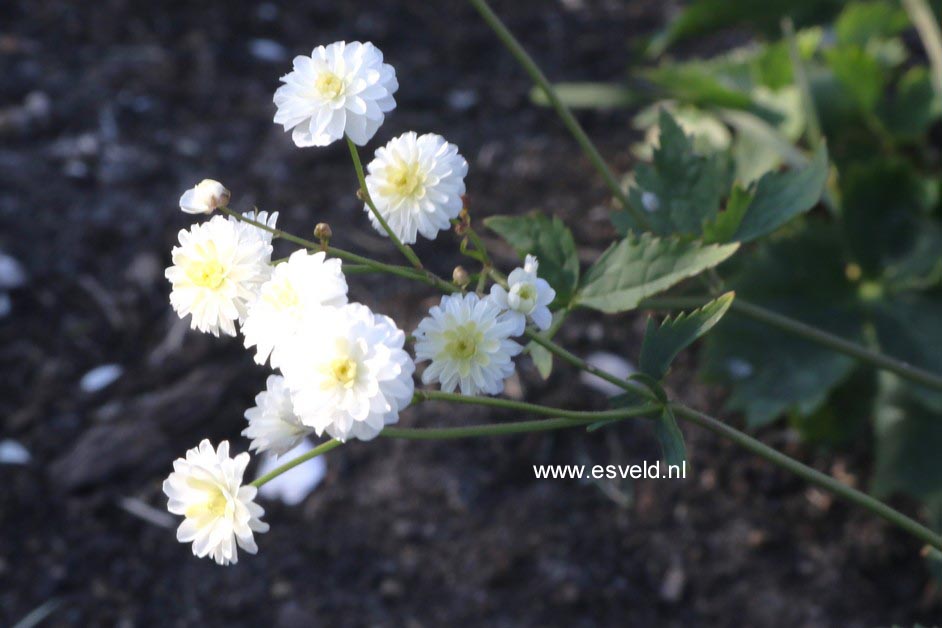 Ranunculus aconitifolius 'Pleniflorus'