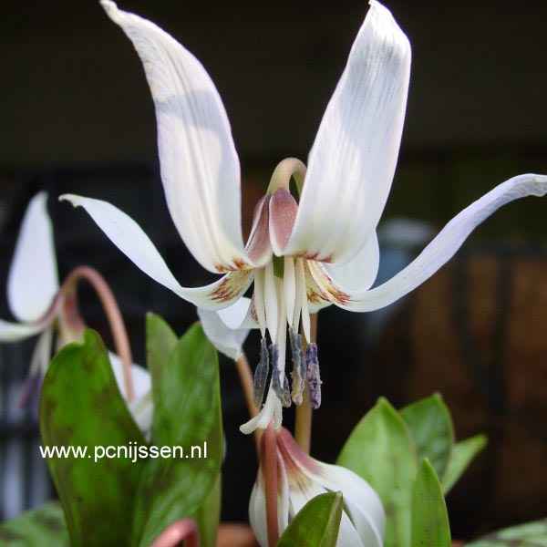Plantentuin Esveld
