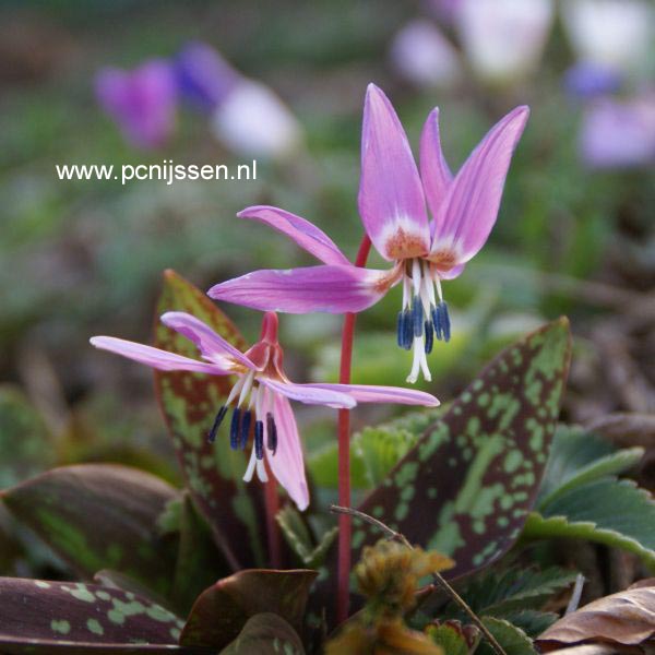 Plantentuin Esveld