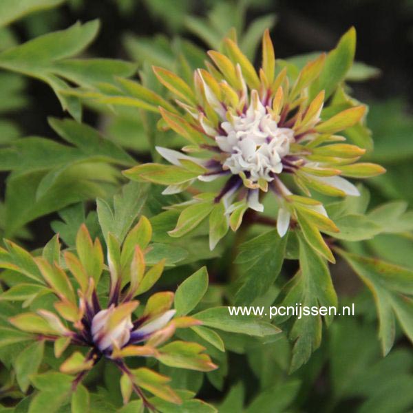 Plantentuin Esveld