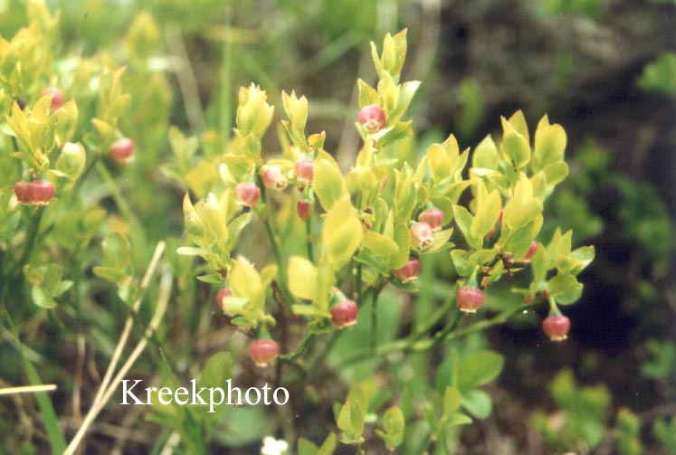 Vaccinium myrtillus