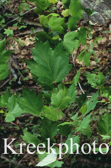 Acer rubrum