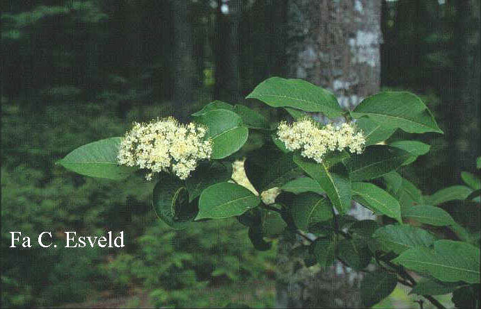 Viburnum cassinoides