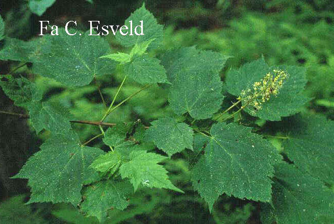 Acer spicatum