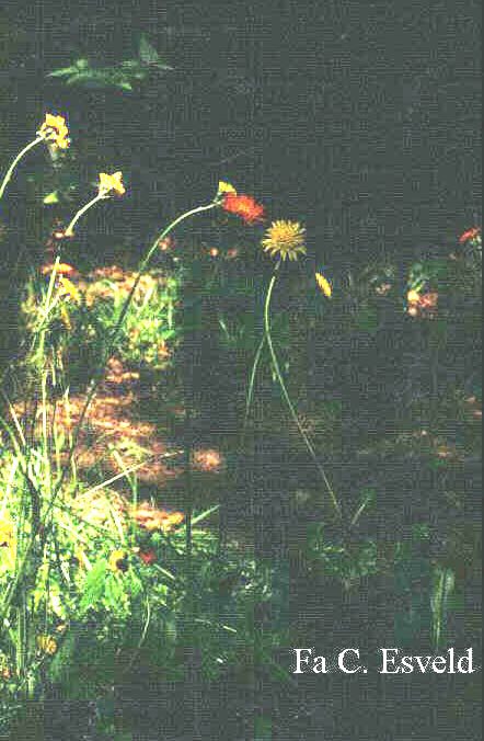 Hieracium aurantiacum