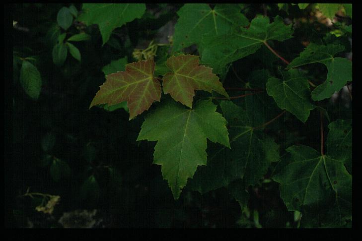 Acer rubrum