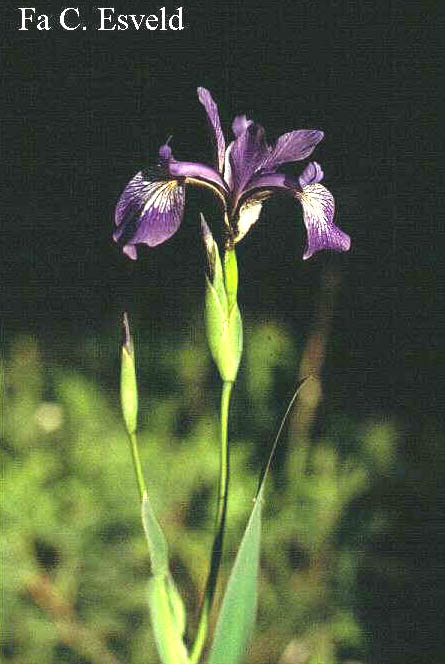 Iris versicolor