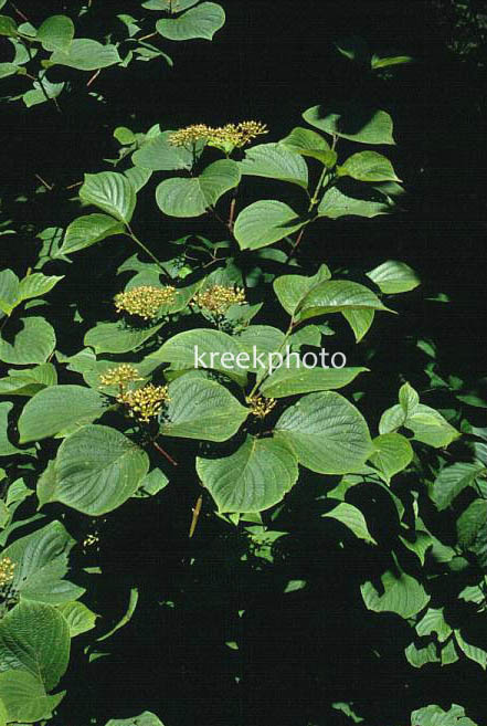 Plantentuin Esveld
