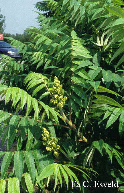 Rhus typhina