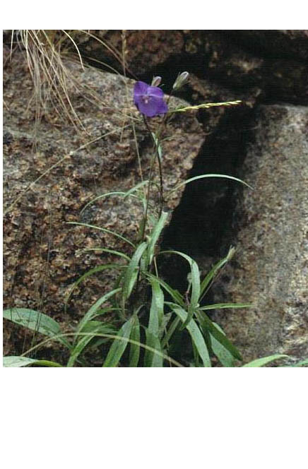 Campanula rotundifolia