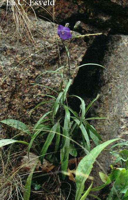 Campanula rotundifolia