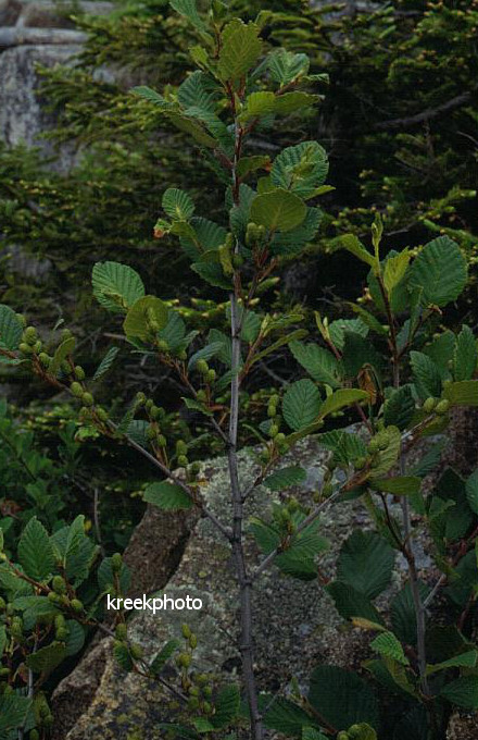 Alnus serrulata