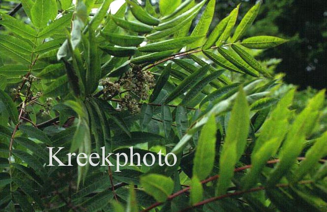 Sorbus americana