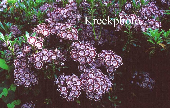 Kalmia latifolia 'Minuet'