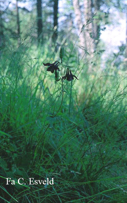 Aquilegia vulgaris