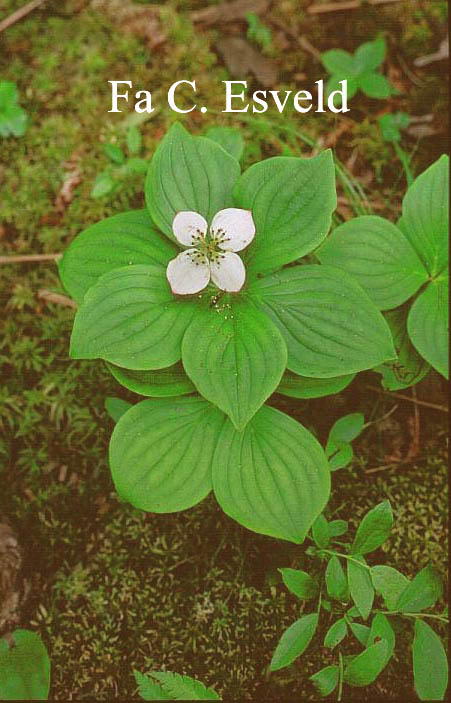 Cornus canadensis