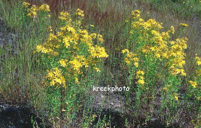 Hypericum perforatum